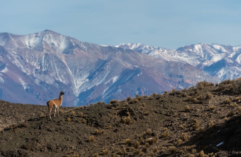 La ruta 13 de Las Heras suele ser el escenario de distintos operativos para erradicar la caza furtiva. En el lugar se encuentran guanacos, que son una especie protegida y blanco de los cazadores ilegales. Foto: Ignacio Blanco / Los Andes