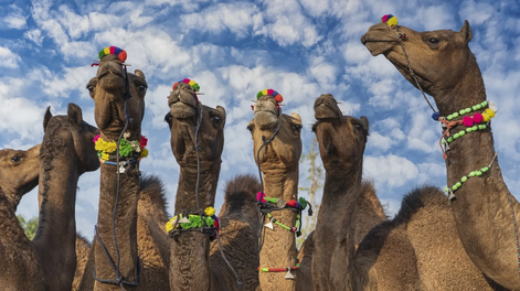 Descalifican a 20 camellos de una competencia de belleza en Oman&nbsp;