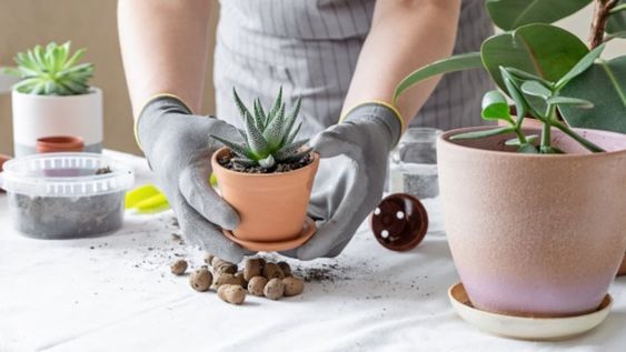 Las mejores técnicas de jardinería japonesa para hacer en casa