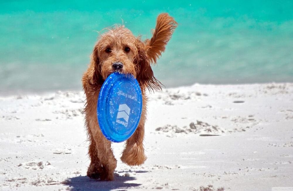 Mascotas: ¿cómo cuidarlas en la playa?