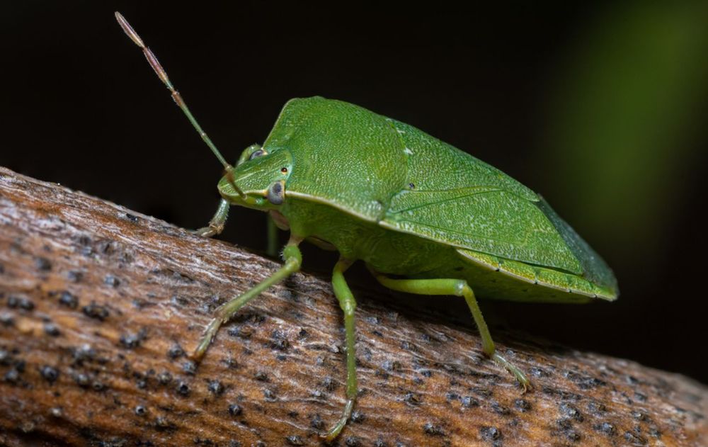 Siguiendo estas acciones dentro de casa se reduce la aparición de estos insectos y se logra un entorno más cómodo durante los meses cálidos.