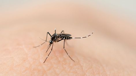 Los Andes | El 26 de agosto es el Día Internacional contra el Dengue, enfermedad que afecta alrededor de 80 millones de personas al año en todo el mundo.