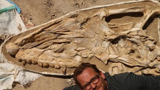 El principal autor de la investigación Nick Longrich, de la Universidad de Bath, del Reino Unido junto a los restos fósiles del Thalassotitan atrox en Marruecos.