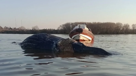 Zárate: apareció una ballena en el Río Paraná y creen que está agonizando.