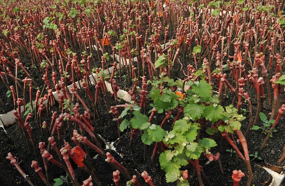 Viveristas aseguran que hay buena demanda. Las claves: calidad y buenos rendimientos. También la resistencia a la sequía es un nuevo factor requerido / Foto: Claudio Gutiérrez