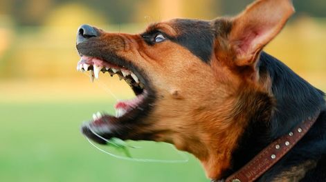 Los Andes | Esto significa soñar con perros ladrando. (Imagen ilustrativa / Web)