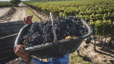 Esto es lo que hace Coviar por la vitivinicultura argentina - Por Carlos Fiochetta