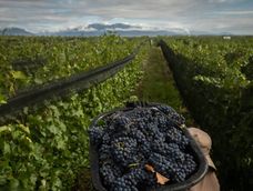 Foeva y las bodegas acordaron un aumento del 12% en cuotas, con ajustes diferenciados para viña y bodega. Foto: Ignacio Blanco / Los Andes