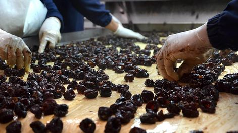 Los Andes | En San Rafael y General Alvear se concentra buena parte de la ciruela, su industria y sus investigaciones.CIRUELASPLANTA DE CLASIFICACION DE CIRUELAS NEVADA EN EL DISTRITO DE RAMA CAIDAFOTO: ROBERTO SALVADORES