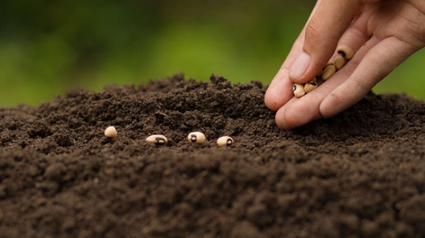 19 semillas que debés sembrar desde ahora para que estén listas en septiembre, según los jardineros