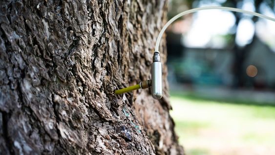Endoterapia en forestales de la Ciudad