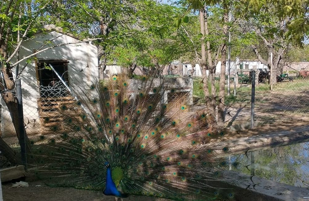 Simón, el pavo real de la escuela 4-006 Pascual Iaccarini de San Rafael.