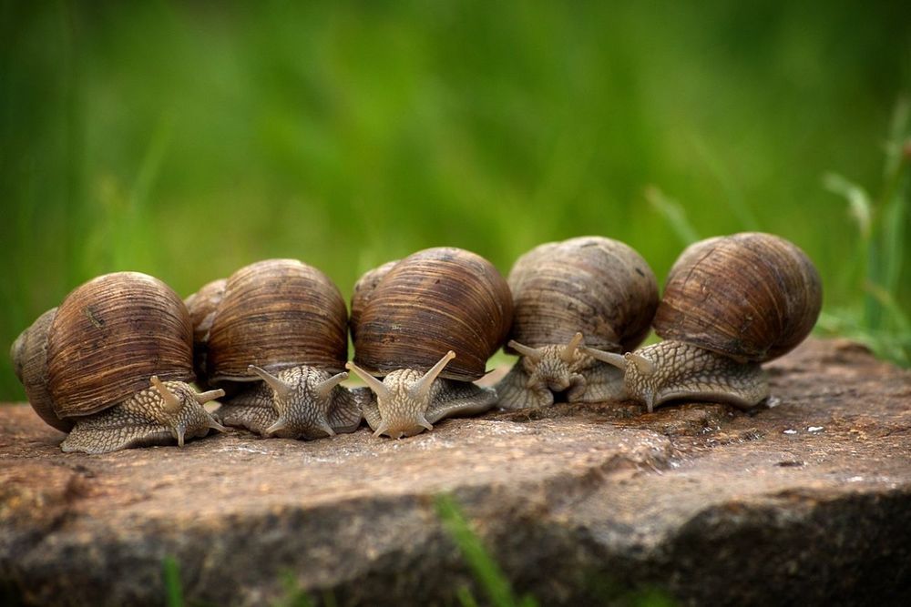caracoles en el jardín