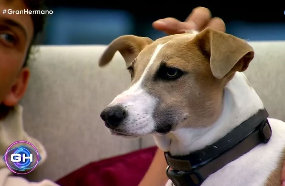 Gran Hermano armó un informe sobre Arturo y le llovieron las críticas: “¿Limpiada de imagen?” (Captura de pantalla)