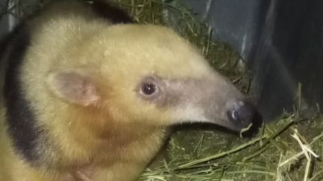 Los Andes | Fotos y video: el oso rescatado en Santa Rosa ya tiene nombre, está mucho mejor y su liberación es inminente. Foto: Gentileza Fundación Cullunche