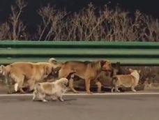 Video viral: los perros que recorrieron 17 kilómetros para volver a casa.