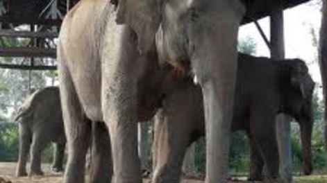 Dormía en una cabaña y la mató un elefante