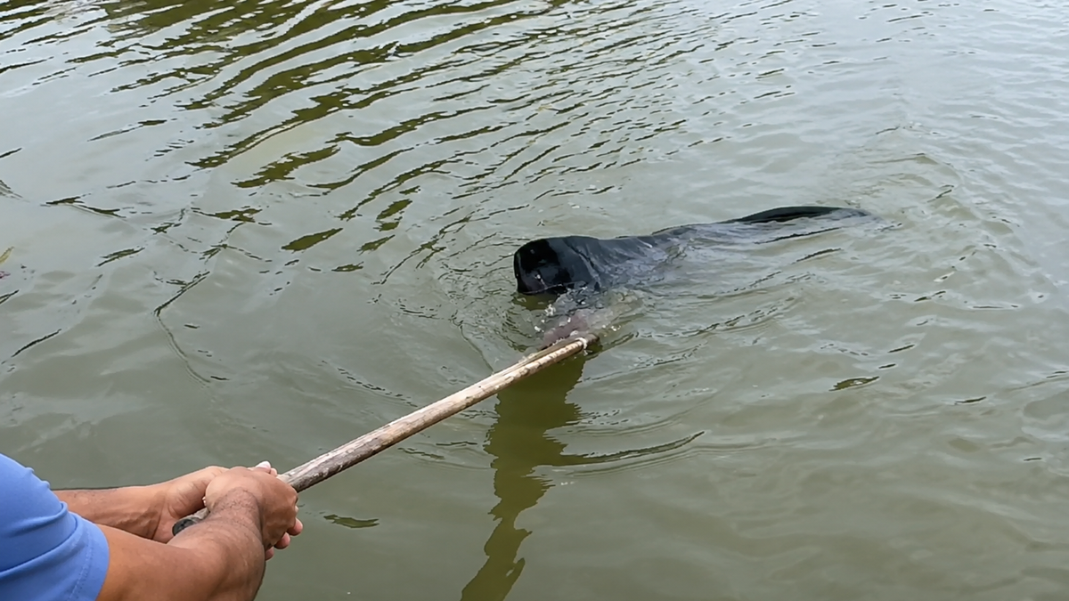 Un pescador vio movimiento en el agua y luego unas pequeñas manos pidieron ayuda: no imaginó qué estaba salvando