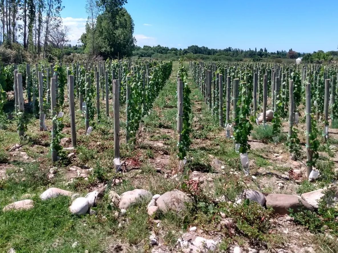 El concurso Guarda14 reunió a referentes del vino argentino con evaluación bajo normas internacionales.