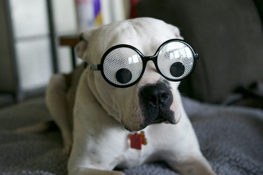 7 razas de perros más torpes y descoordinadas