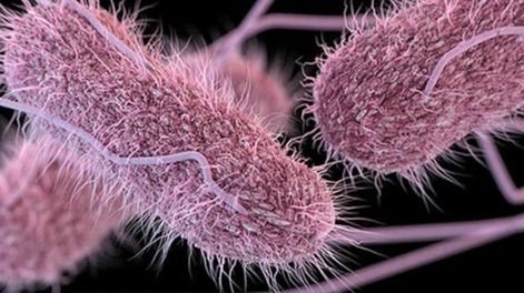 Qué es la salmonella y la shigella, las bacterias que podrían haber causado las intoxicaciones en Berazategui.