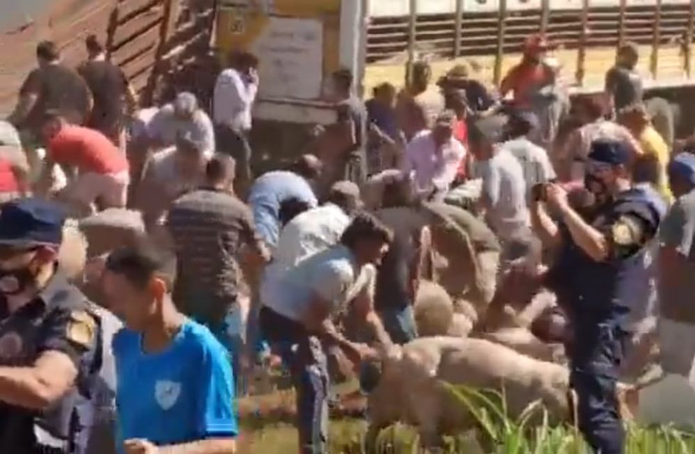 Un camión con cerdos volcó y los vecinos se llevaron a los animales vivos y muertos.