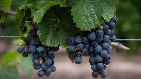 El Malbec encontró en Mendoza condiciones únicas de altura, suelo y clima que transformaron su perfil original.