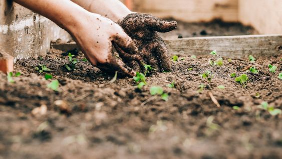 nunca uses este tipo de fertilizante: puede danar tu jardin y tu suelo