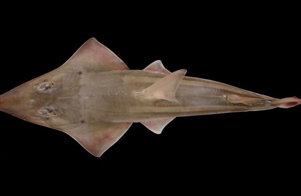 Científicos descubrieron una especie nueva de rayas en un acuario que las exhibe desde hace 20 años pensando que se trataba de peces guitarra gigantes.