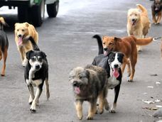 Iniciativa científica sobre los perros abandonados