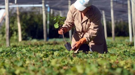 La productividad agrícola ahora depende de la inversión científica - Por Jorge Castro
