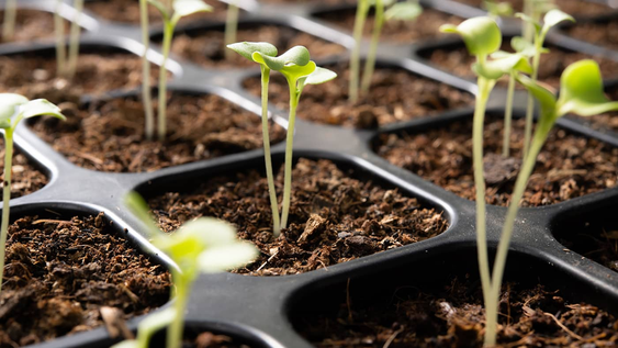 6 semillas que no deberias plantar durante el verano, segun jardineros profesionales