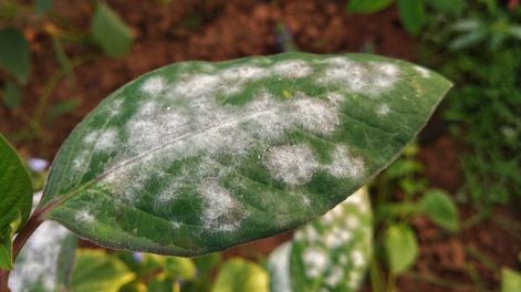 Las plantas deben mantenerse fuertes, verdes y llenas de vida, aunque si aparecen manchas blancas podría ser un daño irreversible.