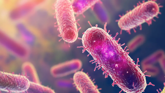 Nueva investigación sobre el efecto de ciertos alimentos