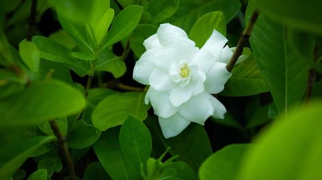 Los Andes | Se acerca la floración de las gardenias, conocidas popularmente como “jazmín del cabo”. Es momento de reducir el riego y solo aportar agua cuando el suelo esté secándose,