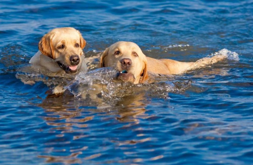 Video viral: un labrador rescató a su amigo y no dejó que se lo llevara la corriente