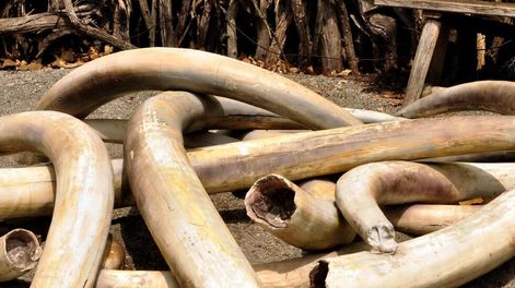 Crimen ambiental: un ataque sostenido a la vida animal y vegetal