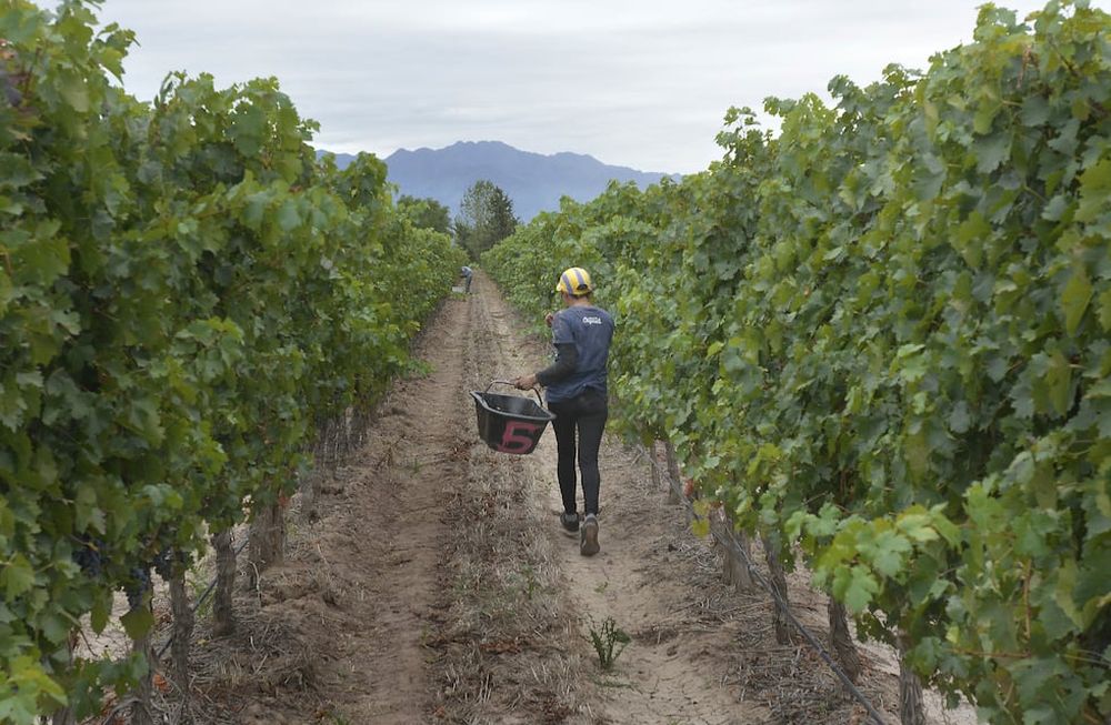 Vitivinicultura: sigue cayendo el n&uacute;mero de hect&aacute;reas cultivadas