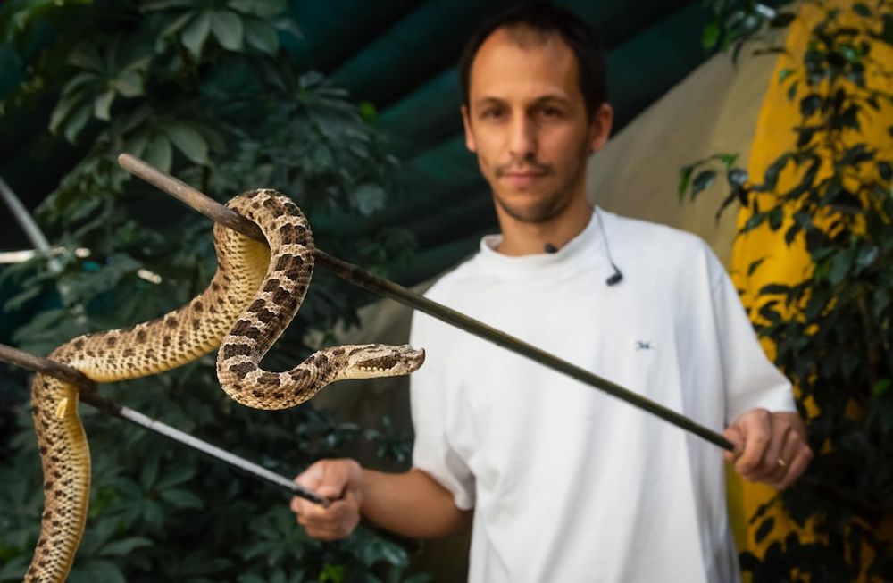 Esta es la época en que más mordeduras de serpientes se producen en Mendoza