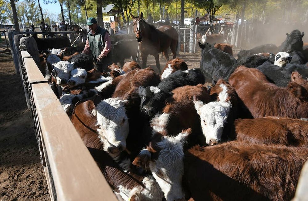 Los mataderos y frigoríficos son claves para el ciclo ganadero. Se busca que tengan condiciones para poder exportar el producto con valor agregado.  / Foto: Ignacio Blanco / Los Andes
