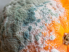 si tenes una naranja con moho en tu hogar no la tires, es un tesoro: es clave para deshacerte de los insectos
