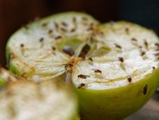 ni bicarbonato ni alcohol: como deshacerte de las mosquitas de tu cocina con este truco de limpieza ni bicarbonato ni alcohol: como deshacerte de las mosquitas de tu cocina con este truco de limpieza