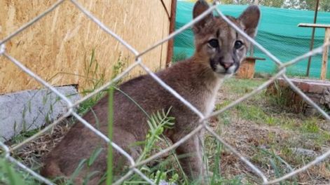 La organización S.O.S Acción Salvaje rescató a Thelma, una pequeña puma huérfana, luego de que cazadores furtivos mataran a su madre.