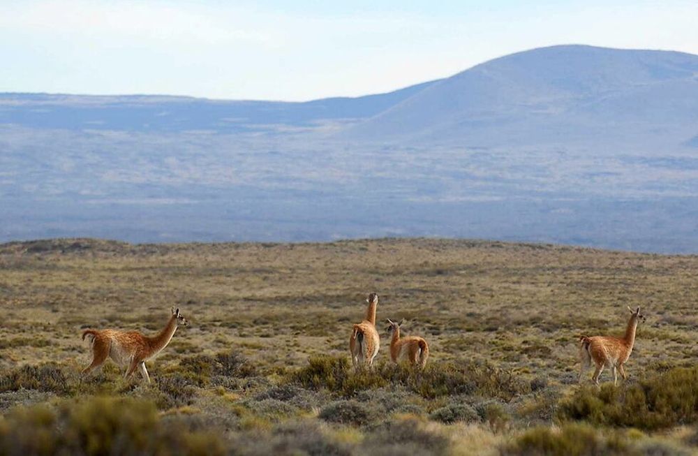 Especialistas consideran que el turismo de naturaleza está creciendo a nivel mundial y la bellísima reserva en el Sur puede ser un atractivo muy fuerte. Foto: Los Andes