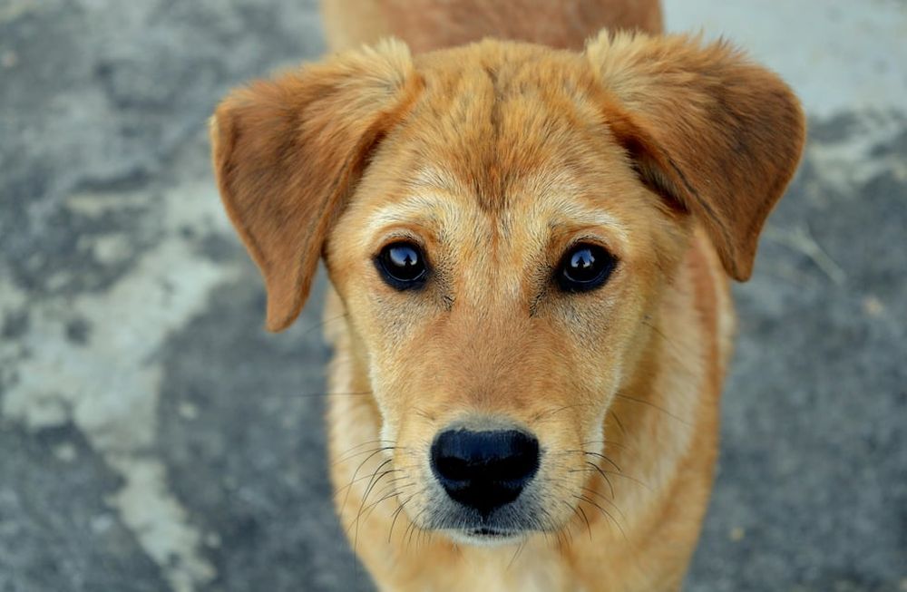 Conocé cuáles son estas dos razas de perros que ya no existen