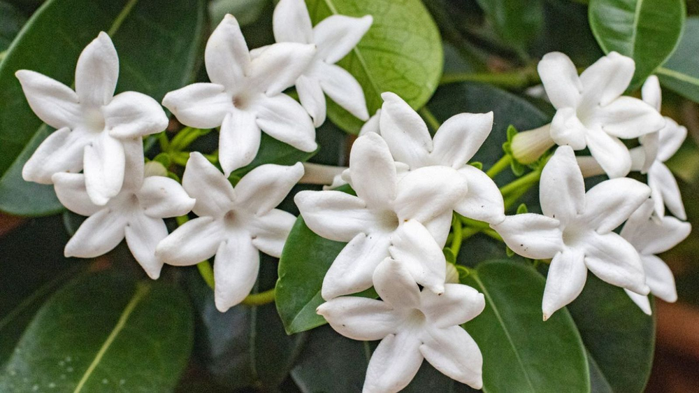 Plantas del jardín revelan en jardinería por qué el jazmín no florece.