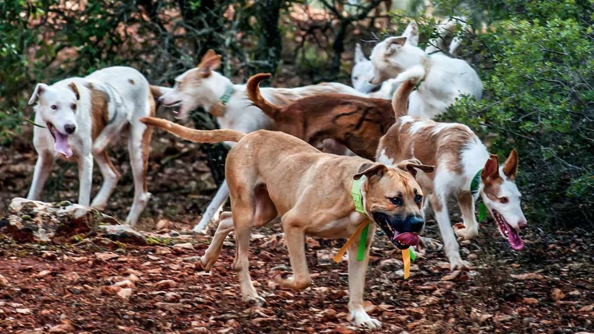 Brutal: un niño de 7 años fue atacado por siete perros en su casa y está internado en grave estado