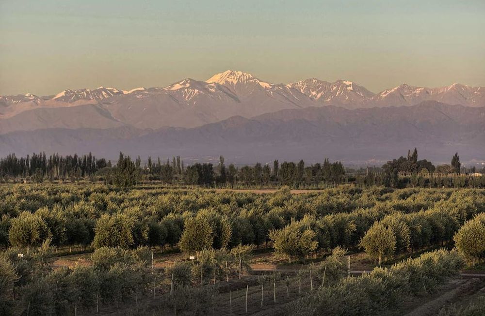 La superficie cultivada con olivos viene cediendo espacio a los barrios privados y el tamaño de la mayoría de las fincas es muy pequeño para ser rentable. Foto: La Voz
