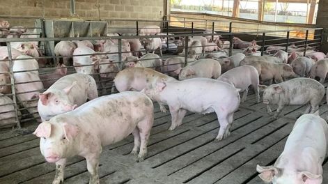 Los detalles del acuerdo con China para producir carne de cerdo en Argentina