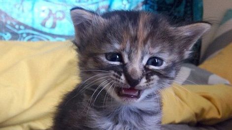 Insólito: un pueblo de Nueva Zelanda quiere prohibir los gatos